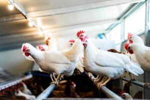 Read more about the article Chicken Caravan Wandpaneele